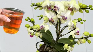 Only pour once! Orchids immediately bloom all year round in this easy way