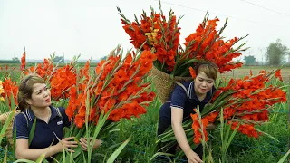 Harvest Gladiolus Flowers Fields Goes to the Market Sell - Take Care of Farm Animals | Free New Life