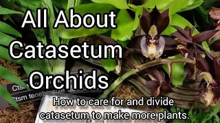 How to Take Care of Catasetum Orchids During their Growing & Dormant Phase, Dividing, Repotting