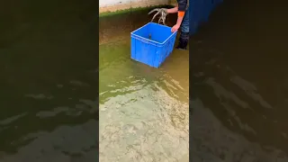 Wow Amazing ! Group of crocodiles at farm , Feeding to crocodiles #crocodile #short62