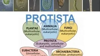 Kingdom Protista