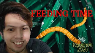 SPIDER FEEDING