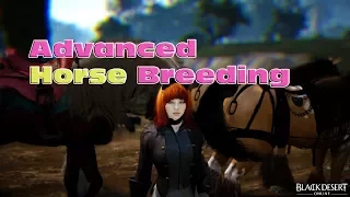BDO Advanced Horse Breeding - Tips & Tricks