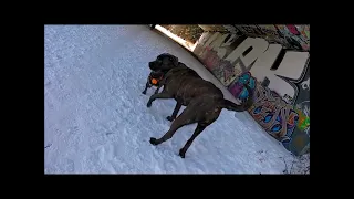 Cane Corso - Correcting and Calming the Commotion - Dog Park