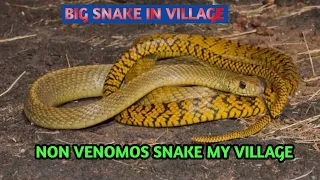 NON VENOMOUS SNAKE @babavlogjkn9980 #viralvlogs #terndingvideo #snake #villagevlog #viral#