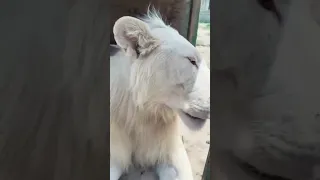 HUGE White Lion Claws & Toe Beans!WOW  #clips #fyp #likeforlikes #viralshorts #lion #whitelion#short