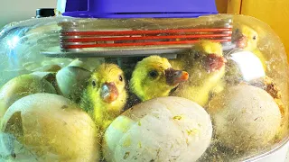 Let's Hatch Some Goslings (From Egg to Bird Full Process)