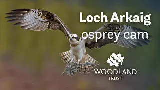 Male osprey building nest - Loch Arkaig Osprey Cam (2020)