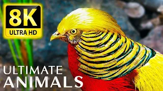 Ultimate Wild Animals Collection in 8K ULTRA HD - Immerse yourself in nature with music