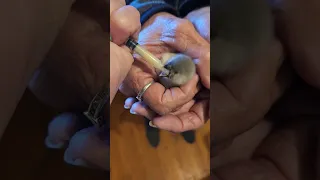 hand feeding an orphaned baby zebra finch ❤️