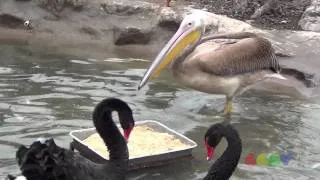 펠리컨 대 백조 ( Pelican vs Swan )
