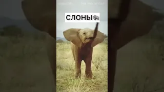 ЭТИ ЖИВОТНЫЕ ИСЧЕЗНУТ в 2025 ГОДУ😱 #shorts