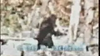 Patterson-Gimlin film