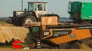 Cat Lexion 575 R | MB Trac 1600, 1000, Kempf Dreiachser, Kröger Agroliner 18t, beim Dinkel dreschen