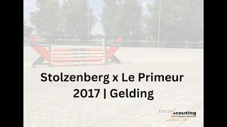 *2017 | SHOW JUMPER | Stolzenberg x Le Primeur | Gelding