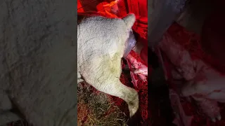 Ewe Sheep prolapse birthing lamb
