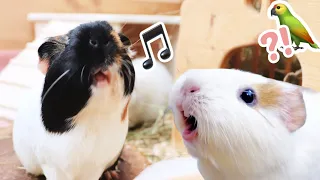 RAREST Guinea Pig Sounds & What They Mean