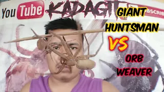 Huntsman VS orb Weaver Spider - unbelievable fight