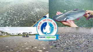 FOREVER GREEN FOOD - Pangasius Farming in Viet Nam