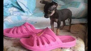 😺 Bring, he says, slippers! 🐕 Funny video with dogs, cats and kittens! 😸