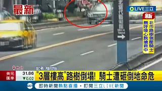 搶救不治身亡! "3層樓高"路樹倒塌意外! 騎士行經巷口遭路樹砸中 血流滿地無呼吸心跳│記者 楊欣怡│【LIVE大現場】20230830│三立新聞台