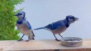 What's The Best Part About Having Blue Jay Friends?
