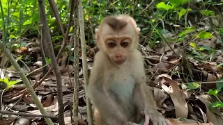 Bebê macaco abandonado