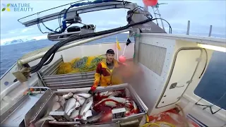 Amazing catching and processing fish directly on the ship/Удивительные ловля и обработка рыбы