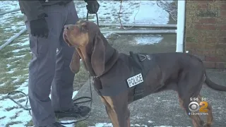 Bloodhound Hero: Police Dog Saving Lives One Sniff At A Time