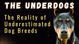 Top 10 Most Misunderstood Dog Breeds #underrated #debunking #unfair #dogsvideo #unjust #myths