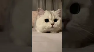 Cutest cat 🥺💖 #shorts #cat #cutepets  #cute #funny #cutecat #cuteanimals #funnyanimal #funnyvideo