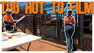 Sizzling Outback Day: Too Hot to Handle!