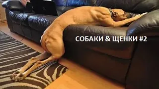 Собаки приколы 2020 #2/Собаки видео смешные/Приколы про собак