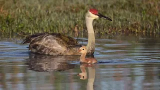 Sandhill cranes 2 20 24 HD