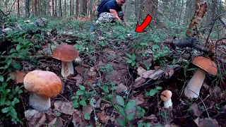 IT IS HARD TO BELIEVE! POTS MUSHROOMS FLOORED LIKE FROM A CORNS OF POWER! HUGE GLADINGS