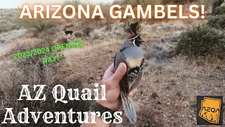 ARIZONA GAMBELS QUAIL  - Opening Day 23 24