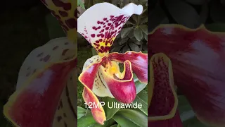 RARE TIP for iPhone 14 Pro Macro Photography