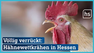 Hähne krähen um die Wette | hessenschau