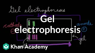 Gel electrophoresis | Chemical processes | MCAT | Khan Academy