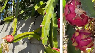 Dragon Fruit growing in Garden container gardening   #shorts