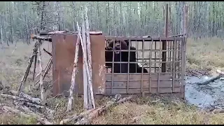 Медведь людоед попал в ловушку.