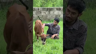 We got a baby cow 😍 #ytshorts #shortvideo #shorts #short #viral #baby #cow