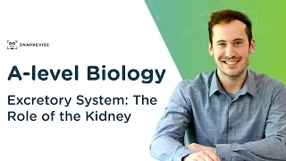 Excretory System: The Role of the Kidney | A-level Biology | OCR, AQA, Edexcel