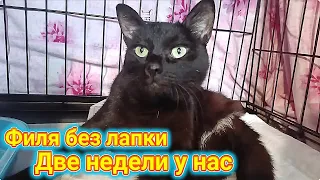 Филя без лапки. Две недели у нас.