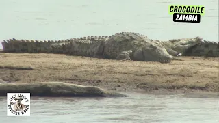 Hunting Dangerous Crocodiles in Zambia