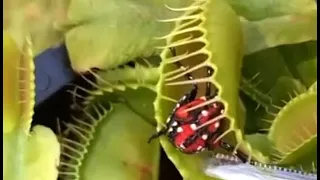 Venus Flytrap devours a Spotted Lanternfly