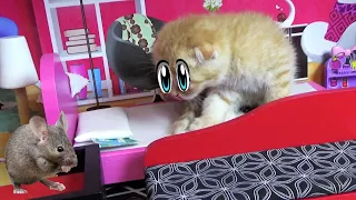 Котенок Фокси играет в кукольном домике cat vs mouse