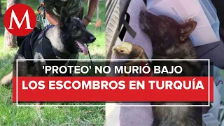 ¿Qué le pasó a Proteo, perrito rescatista mexicano que murió en Turquía? Esto sabemos