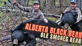 8 YARDS AWAY! BEAR DOWN!!! | Alberta Black Bears