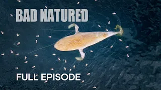 Harrowing Ocean Encounter with Baby Whale | Bad Natured | BBC Earth